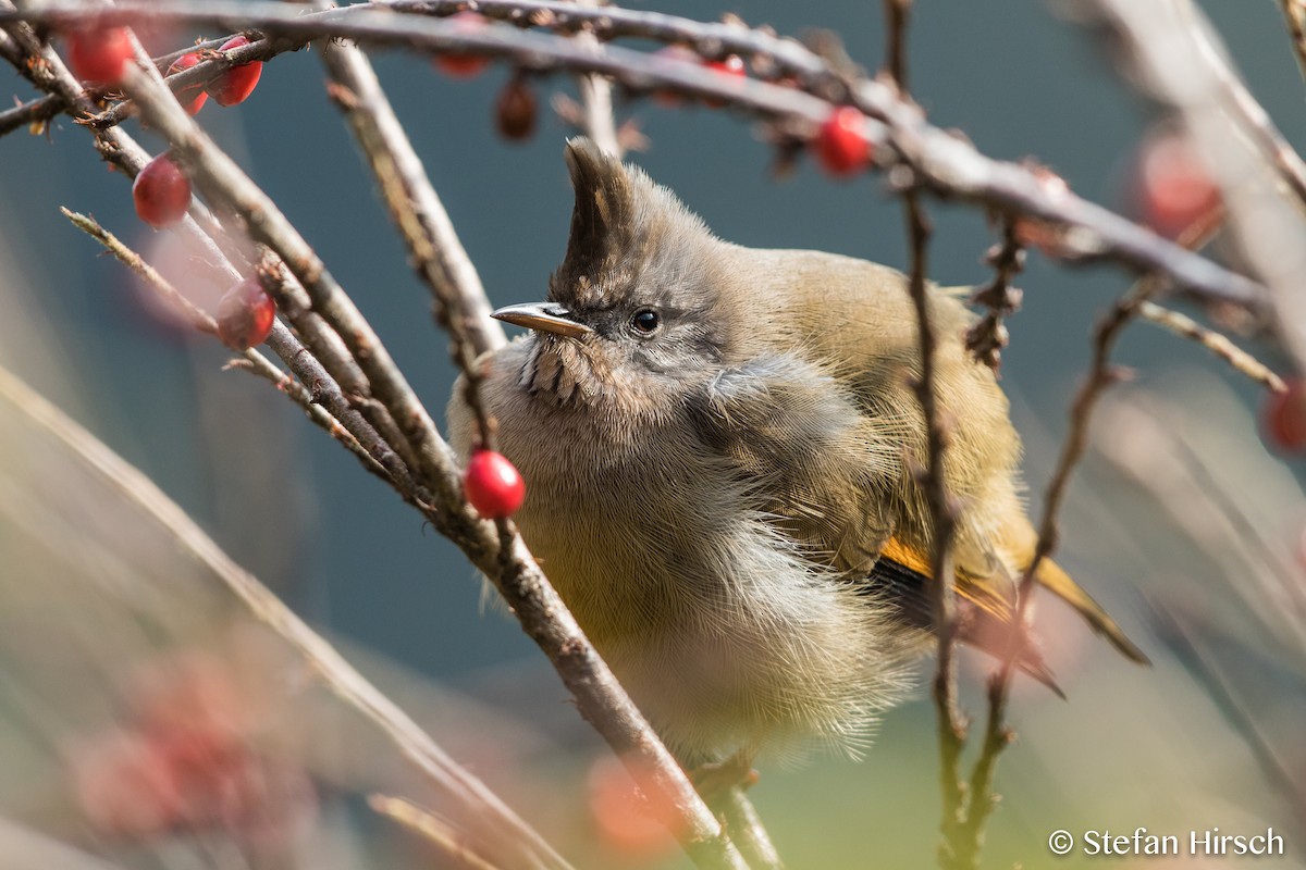 Stripe-throated Yuhina - Stefan Hirsch