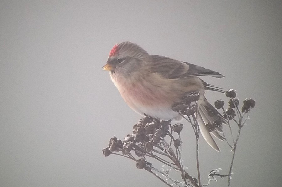 Common Redpoll - ML73788661