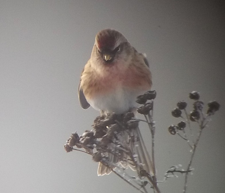 Common Redpoll - ML73788721