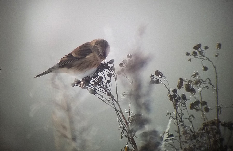 Common Redpoll - ML73788741