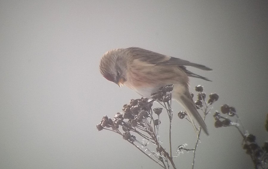 Common Redpoll - ML73788751