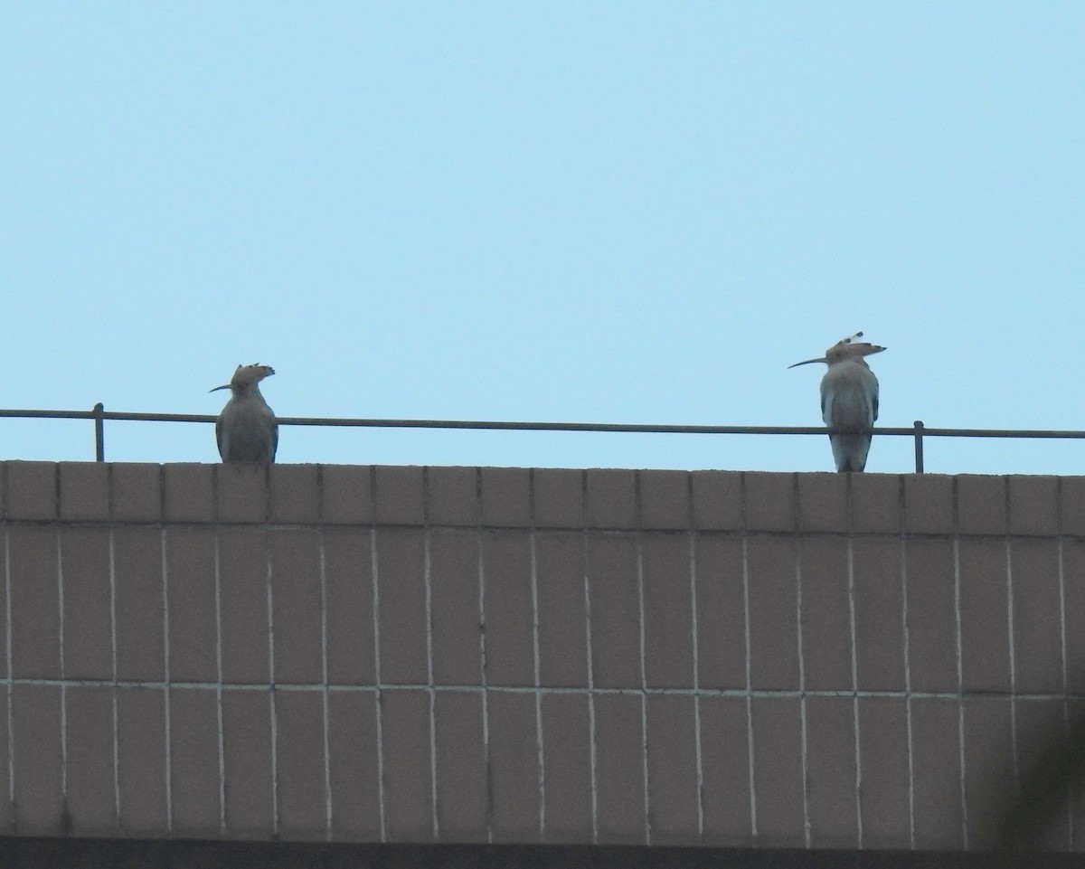 Eurasian Hoopoe - ML73789221