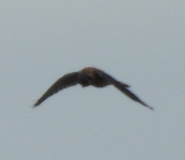 American Kestrel - ML73790201