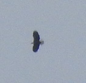 Bald Eagle - ML73790211