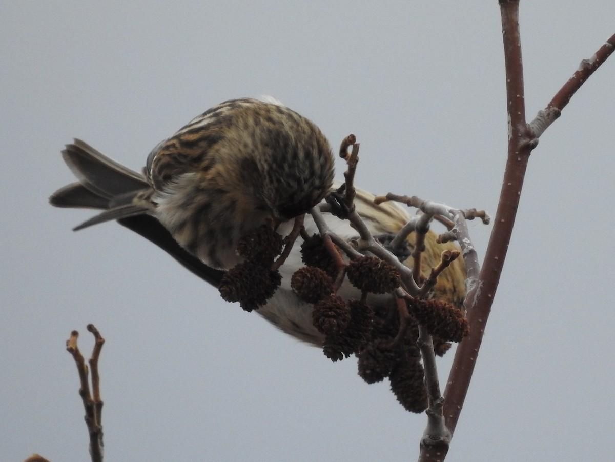 Common Redpoll - Shane Sater