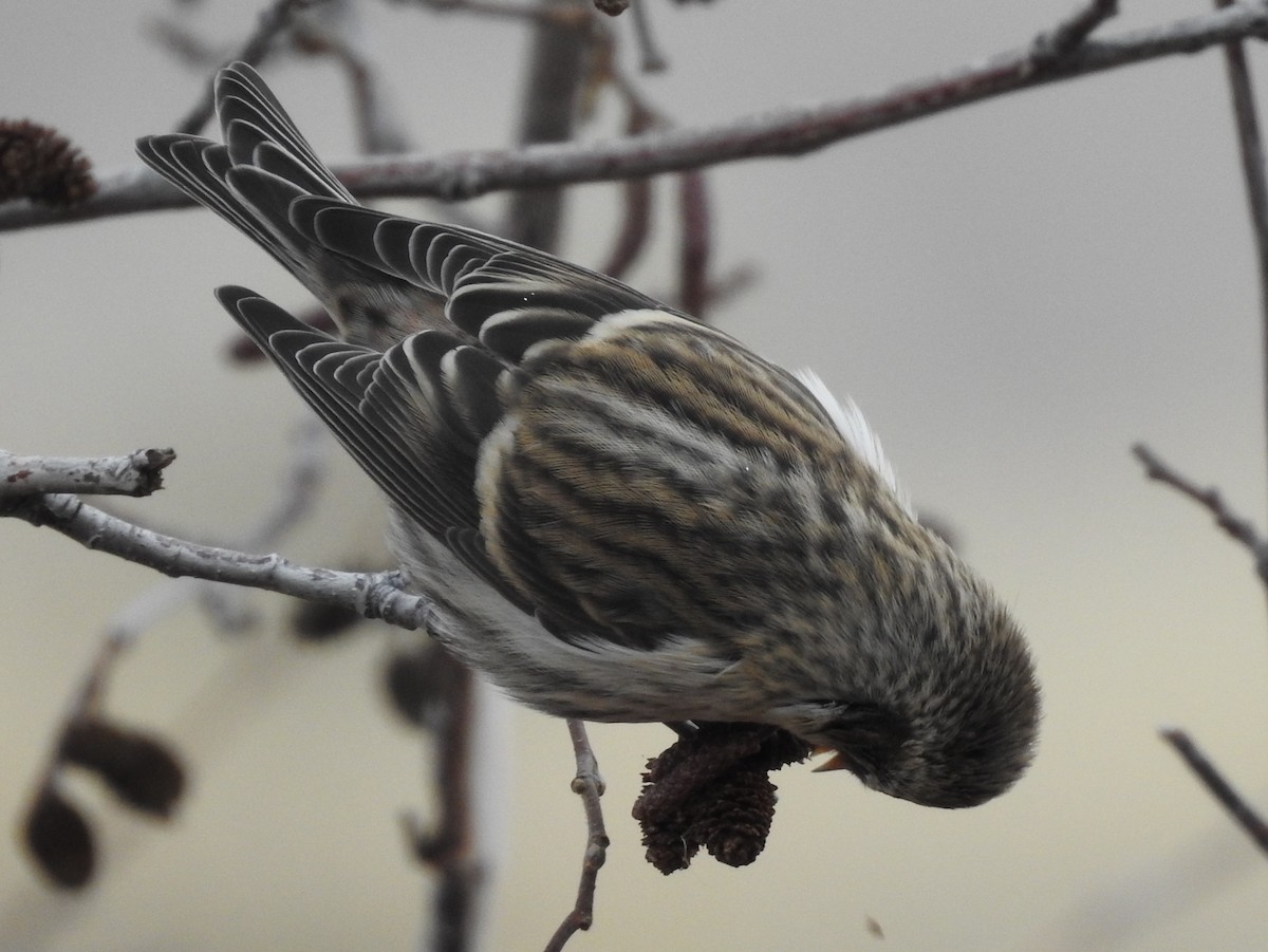 Common Redpoll - ML73790351