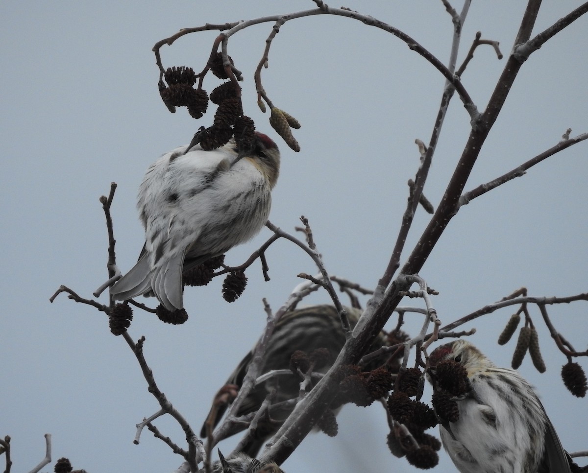 Common Redpoll - ML73790391