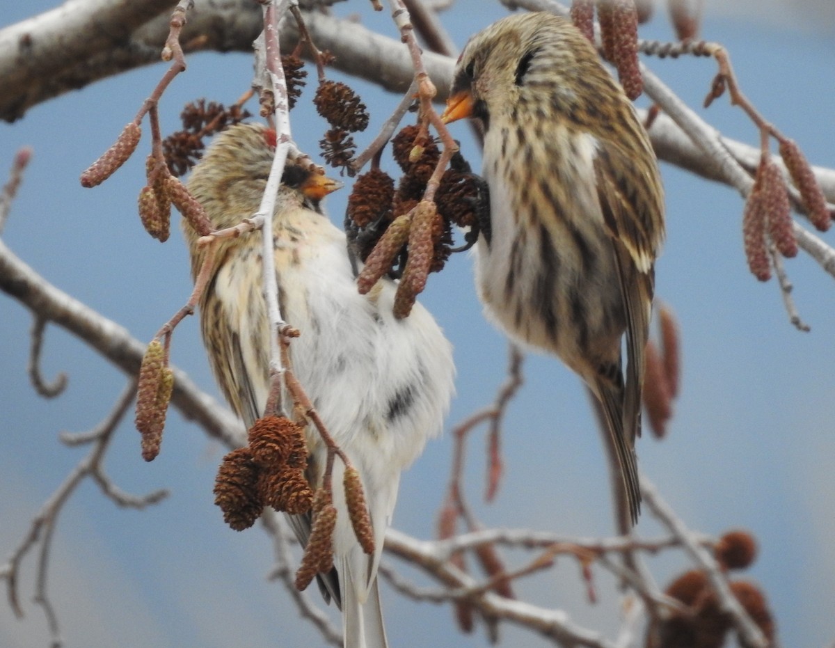 Common Redpoll - ML73790401