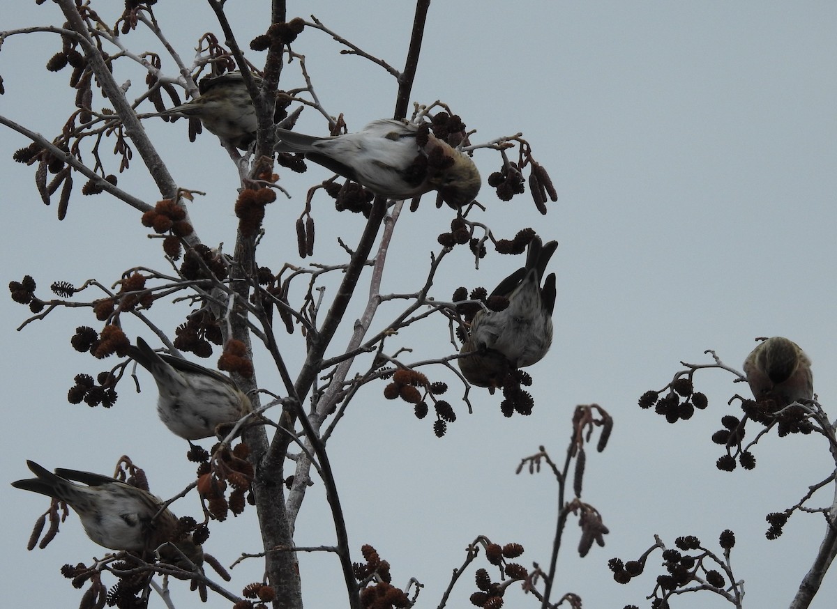 Common Redpoll - ML73790441