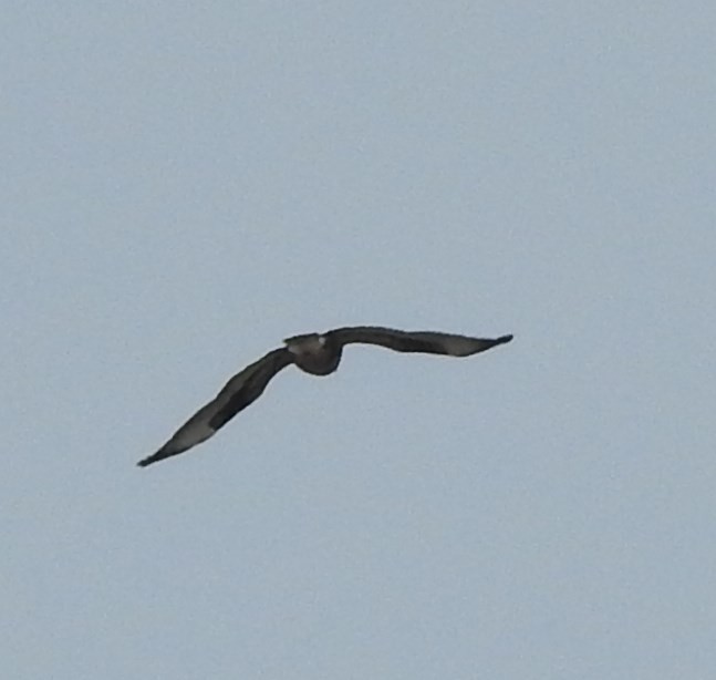 Rough-legged Hawk - ML73790711