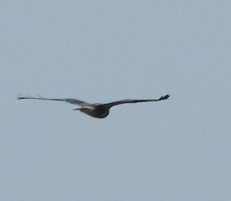 Rough-legged Hawk - ML73790731