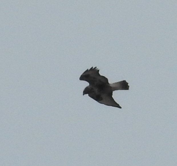 Rough-legged Hawk - ML73790741