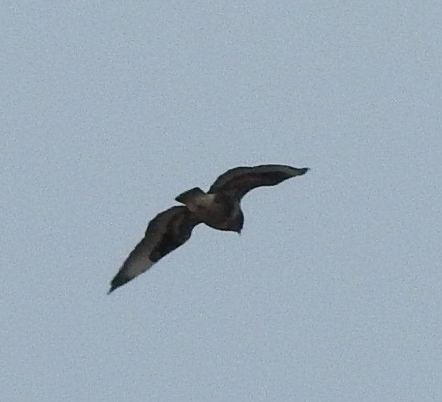 Rough-legged Hawk - ML73790751