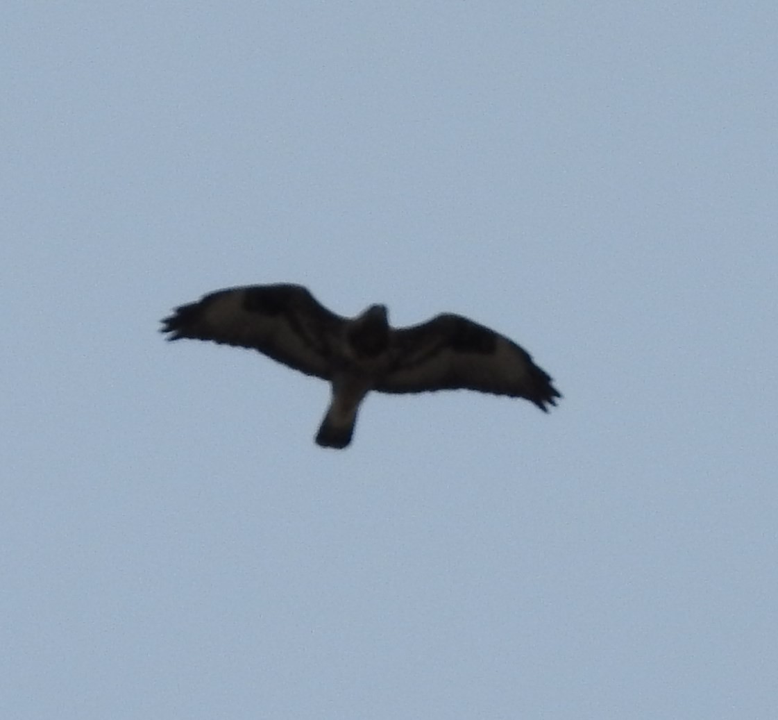 Rough-legged Hawk - ML73790781