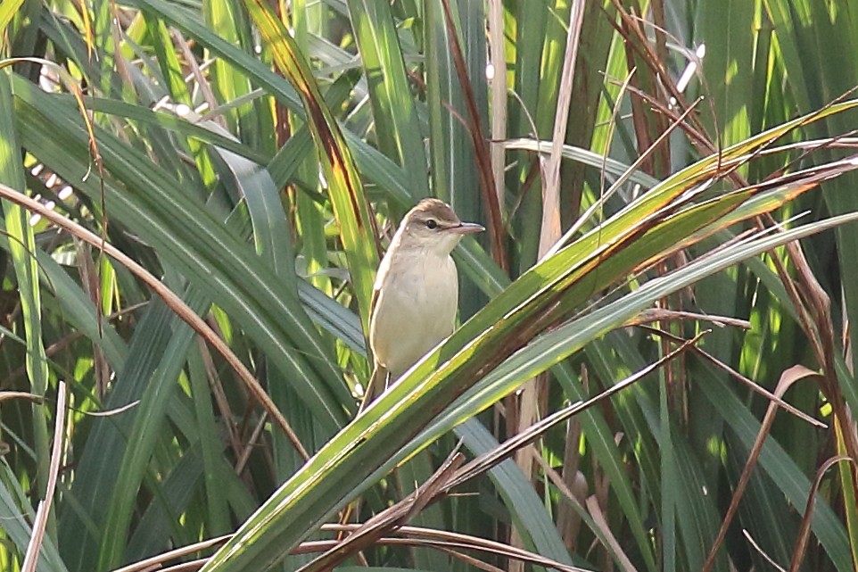 Дорнын охил бялзуухай - ML73790801