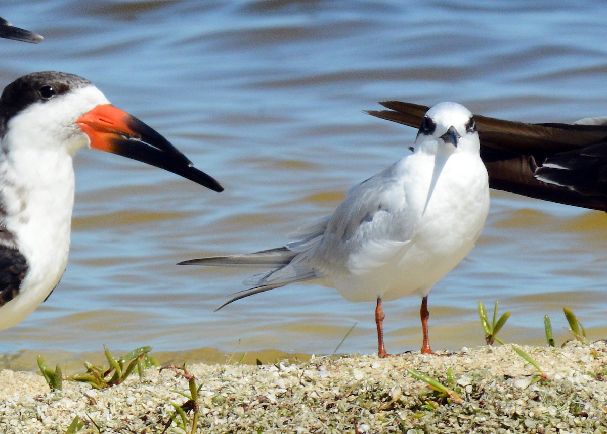 Forster's Tern - ML73792711