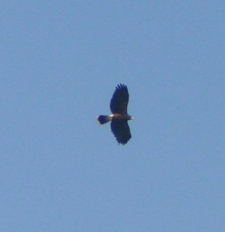 Harris's Hawk - ML73794321