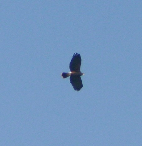 Harris's Hawk - Mark Hughes