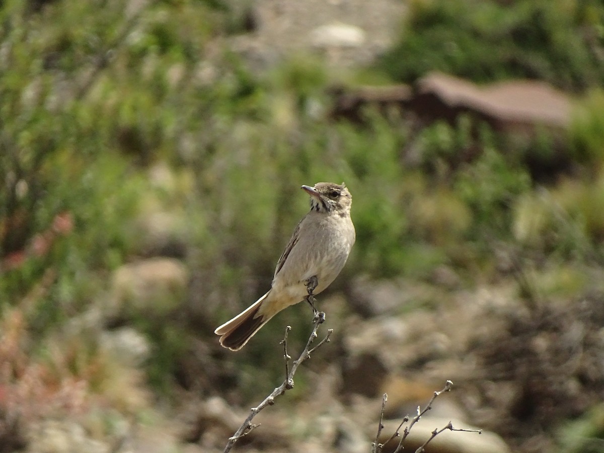 Gray-bellied Shrike-Tyrant - Andrés de Miguel