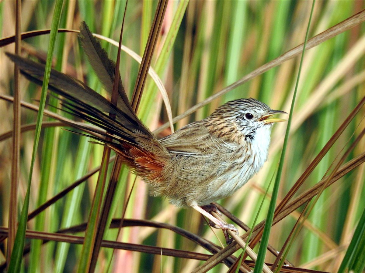 Rufous-vented Grass Babbler - ML73796501