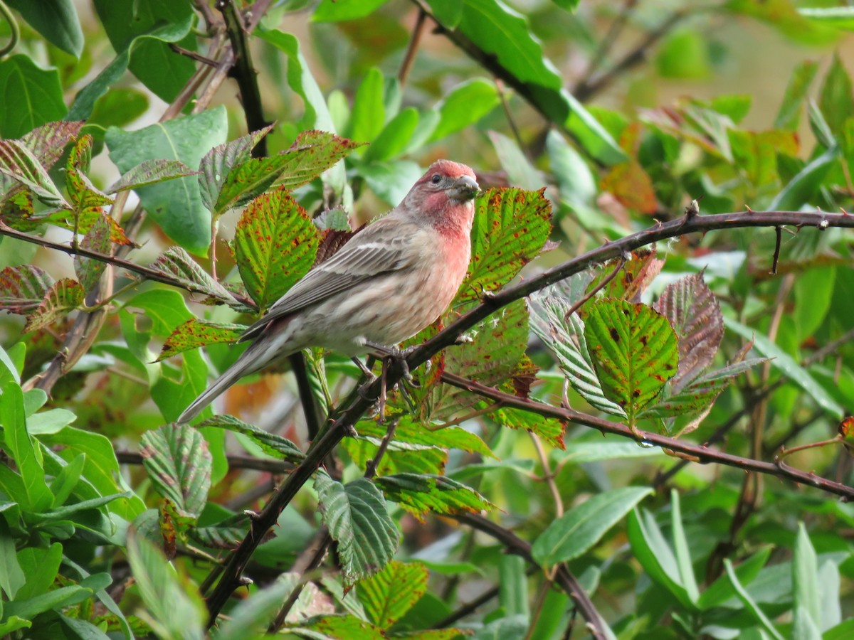 House Finch - ML73797621