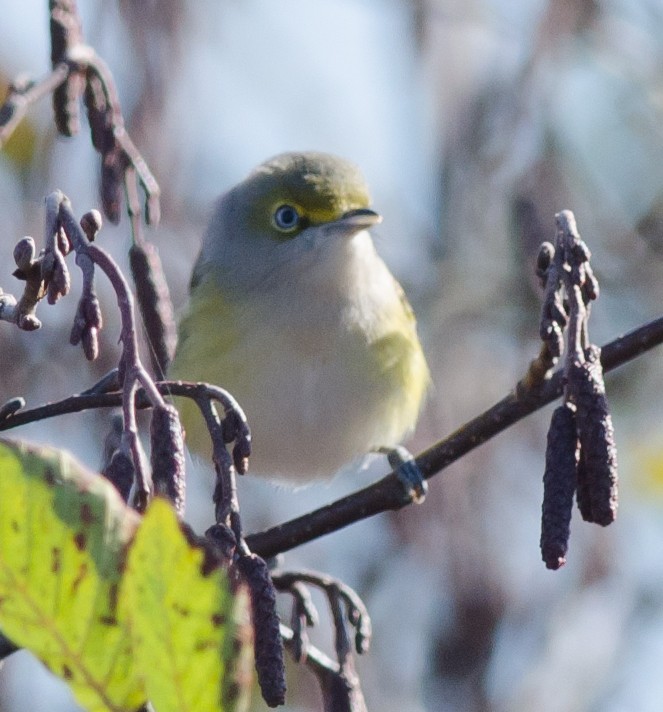 White-eyed Vireo - ML73798681