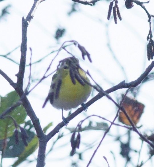 Vireo Gorjiamarillo - ML73798691