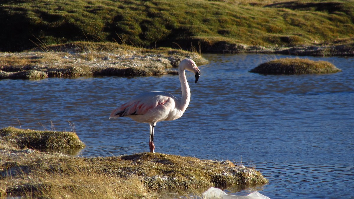Şili Flamingosu - ML73799211