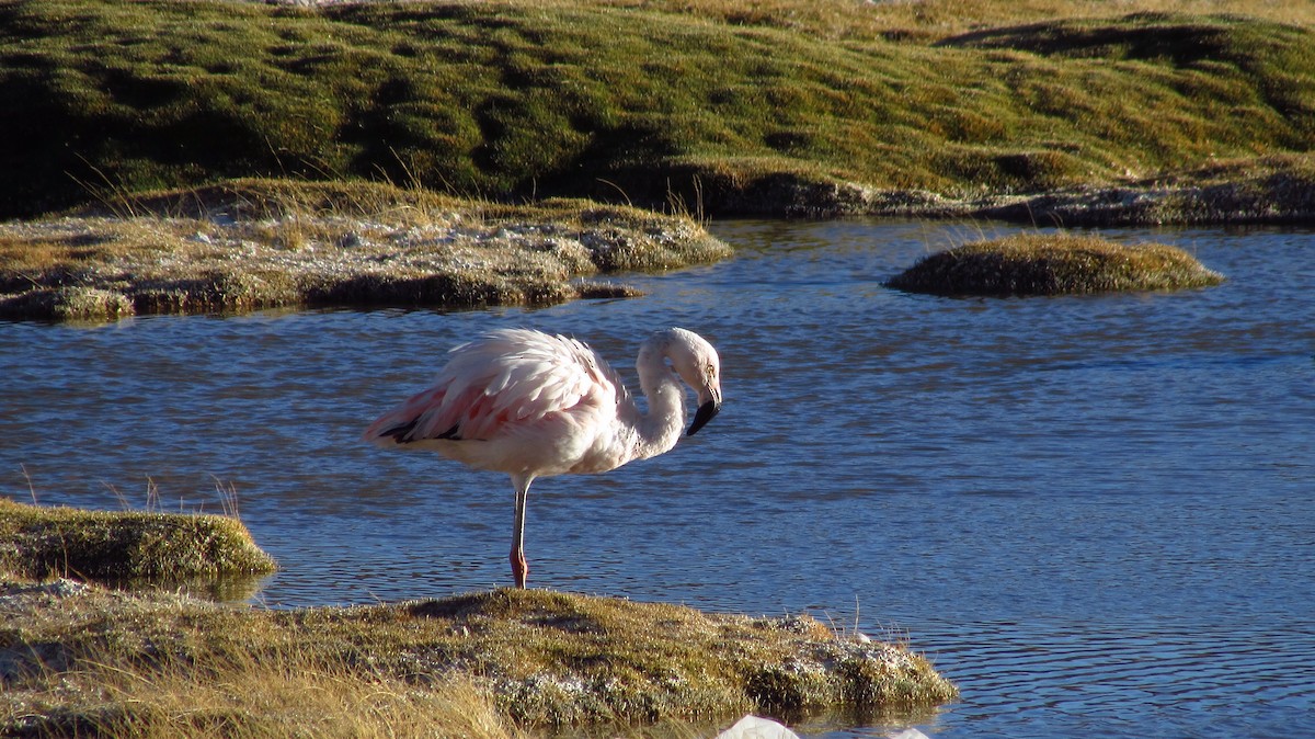 Şili Flamingosu - ML73799221