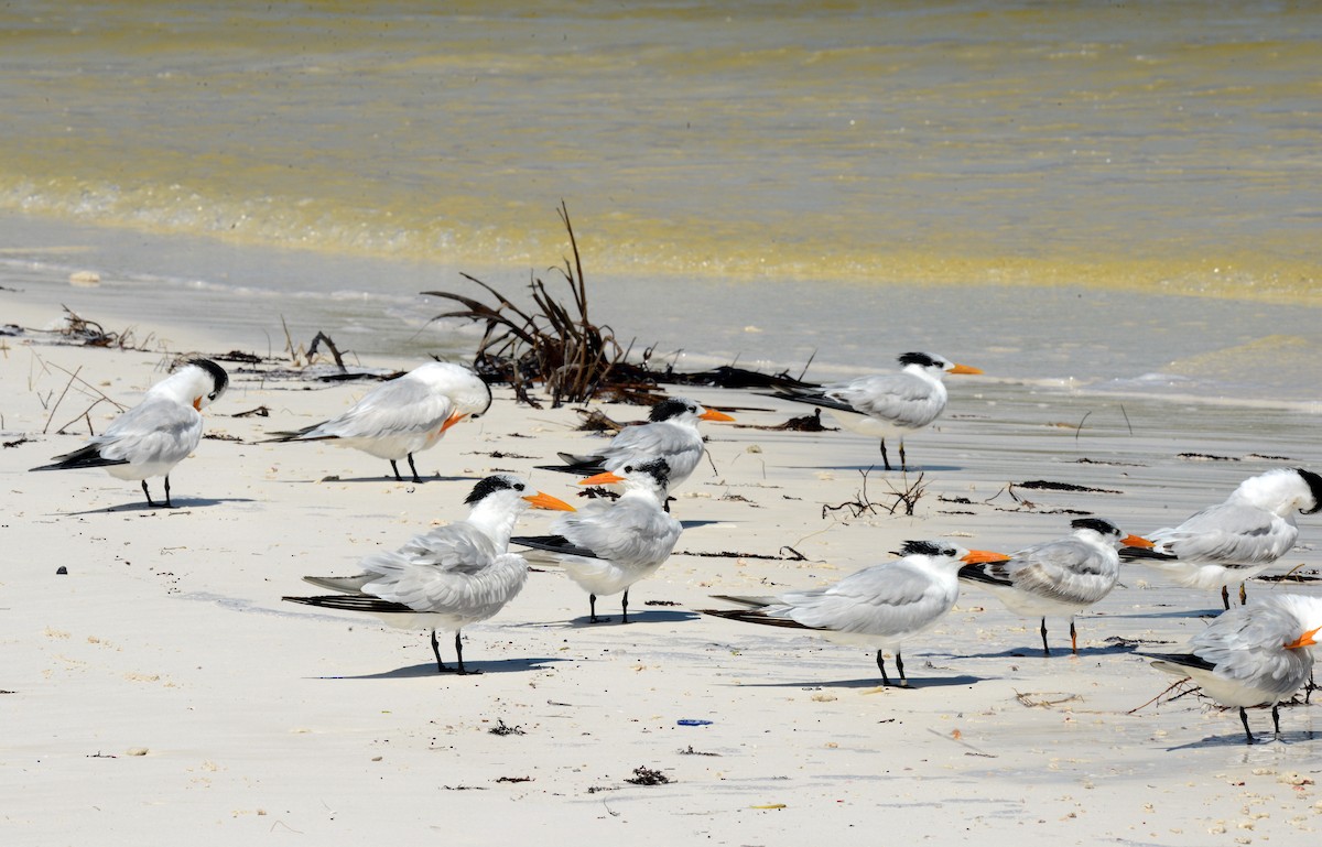 Royal Tern - Charles Hundertmark