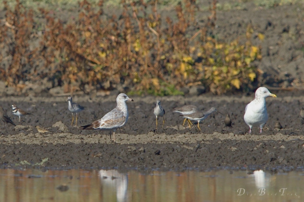 Ring-billed Gull - DigiBirdTrek CA