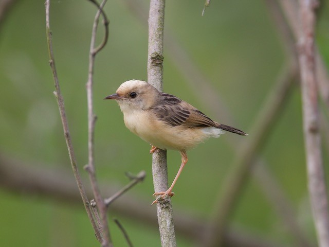 Cisticole à couronne dorée - ML73801181