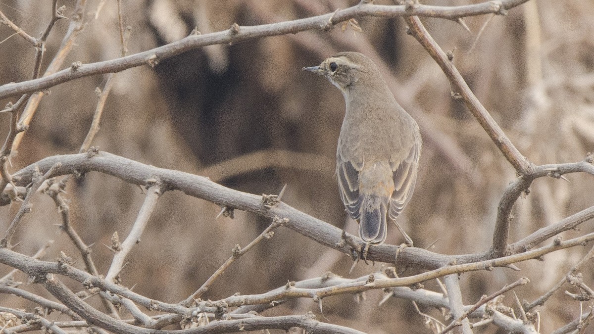 Bluethroat - ML73801691