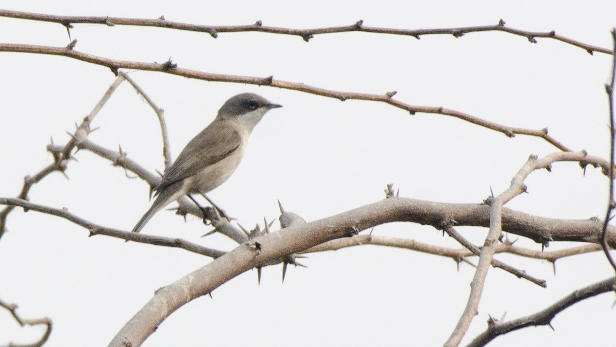 Lesser Whitethroat (Lesser) - ML73801741