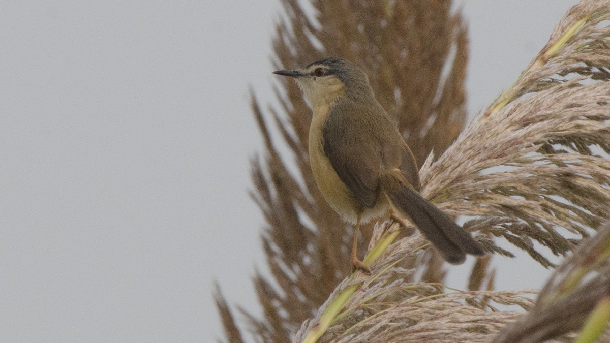 Prinia cendrée - ML73801761