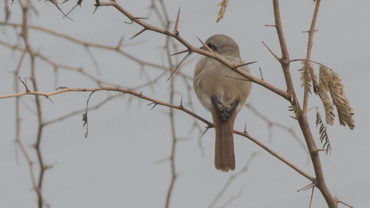 Isabelline Shrike - ML73801881