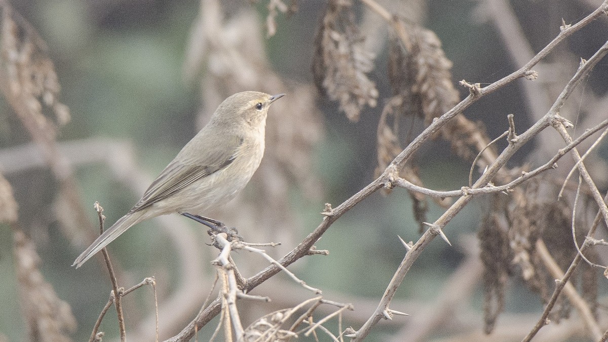 Common Chiffchaff - ML73802251