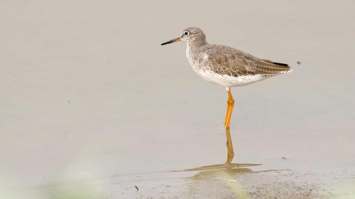 Common Redshank - ML73802271