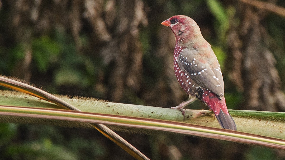 Red Avadavat - ML73802421