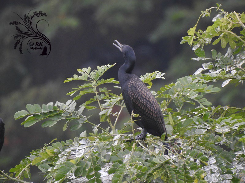 Indian Cormorant - ML73802541
