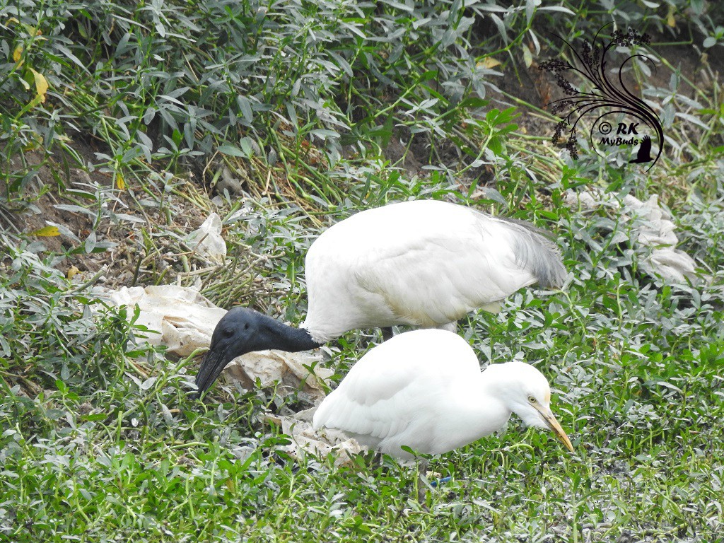 Black-headed Ibis - ML73802771