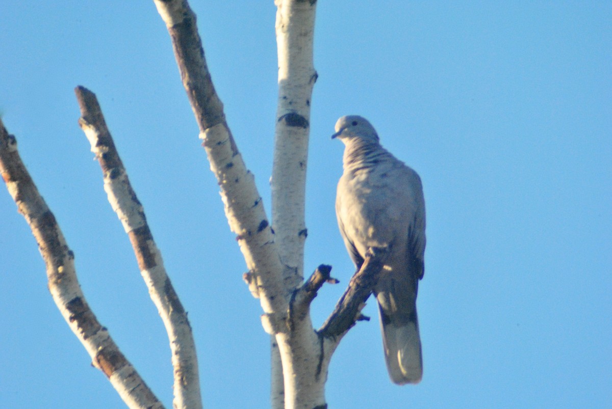 Eurasian Collared-Dove - ML73803291