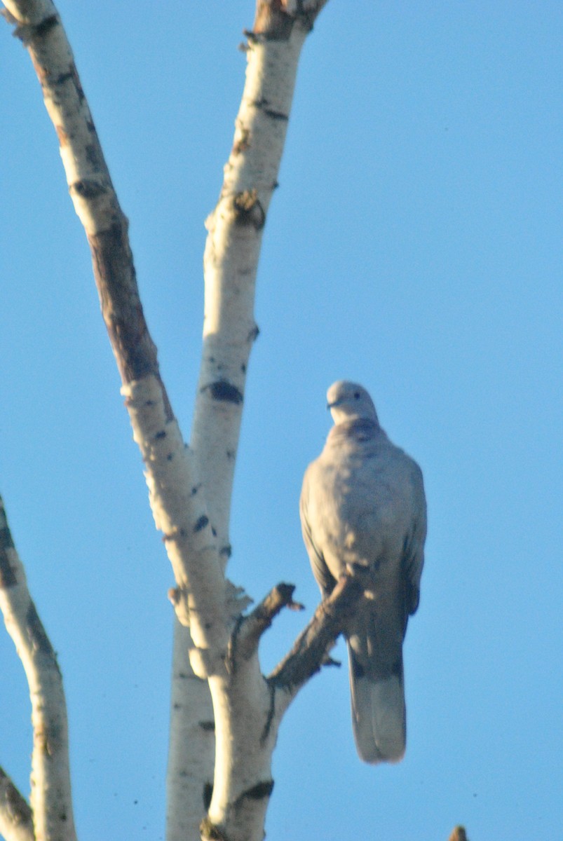 Eurasian Collared-Dove - Sean Cozart