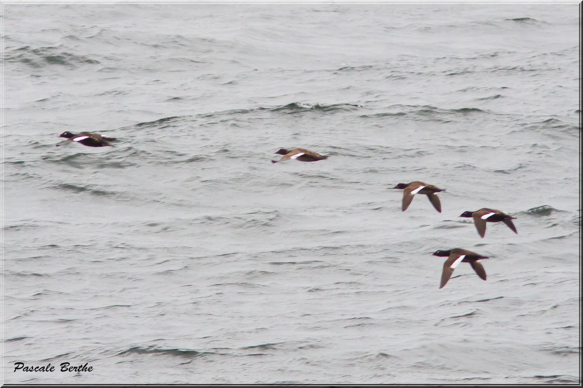 White-winged Scoter - ML73803761