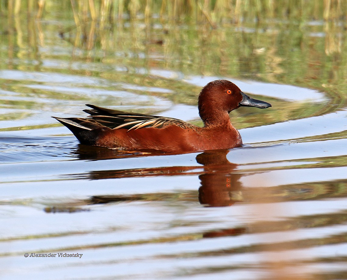 Cinnamon Teal - Alexander Viduetsky