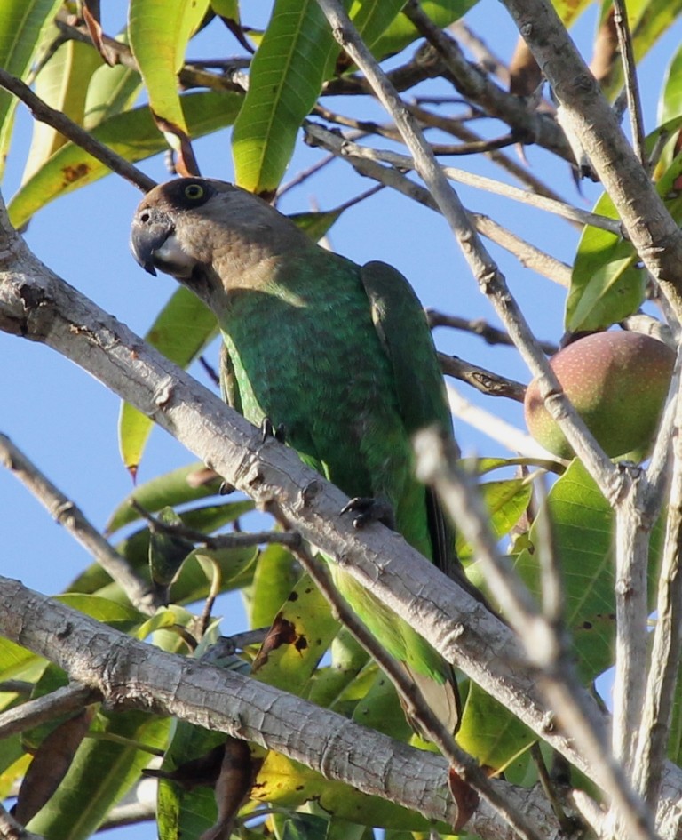 papoušek hnědohlavý - ML73806811