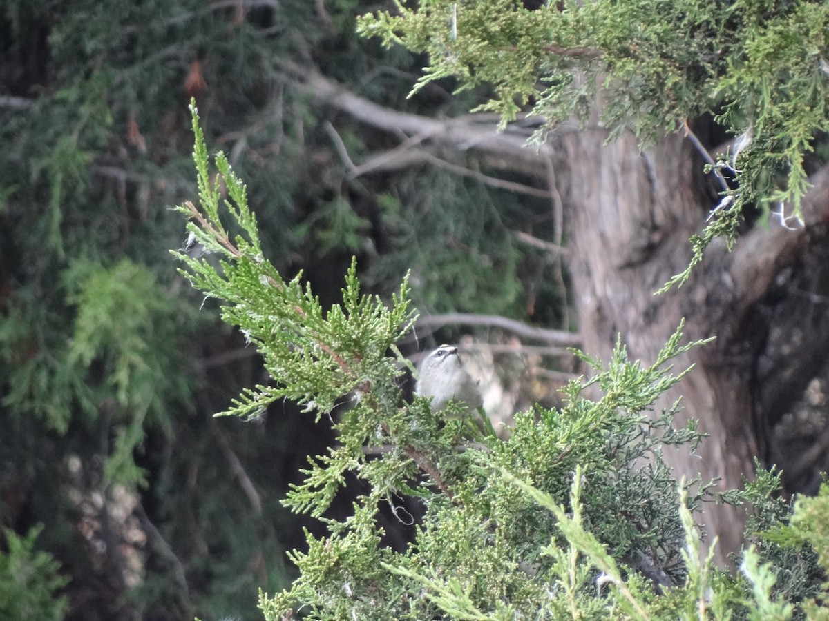 Golden-crowned Kinglet - ML73806881