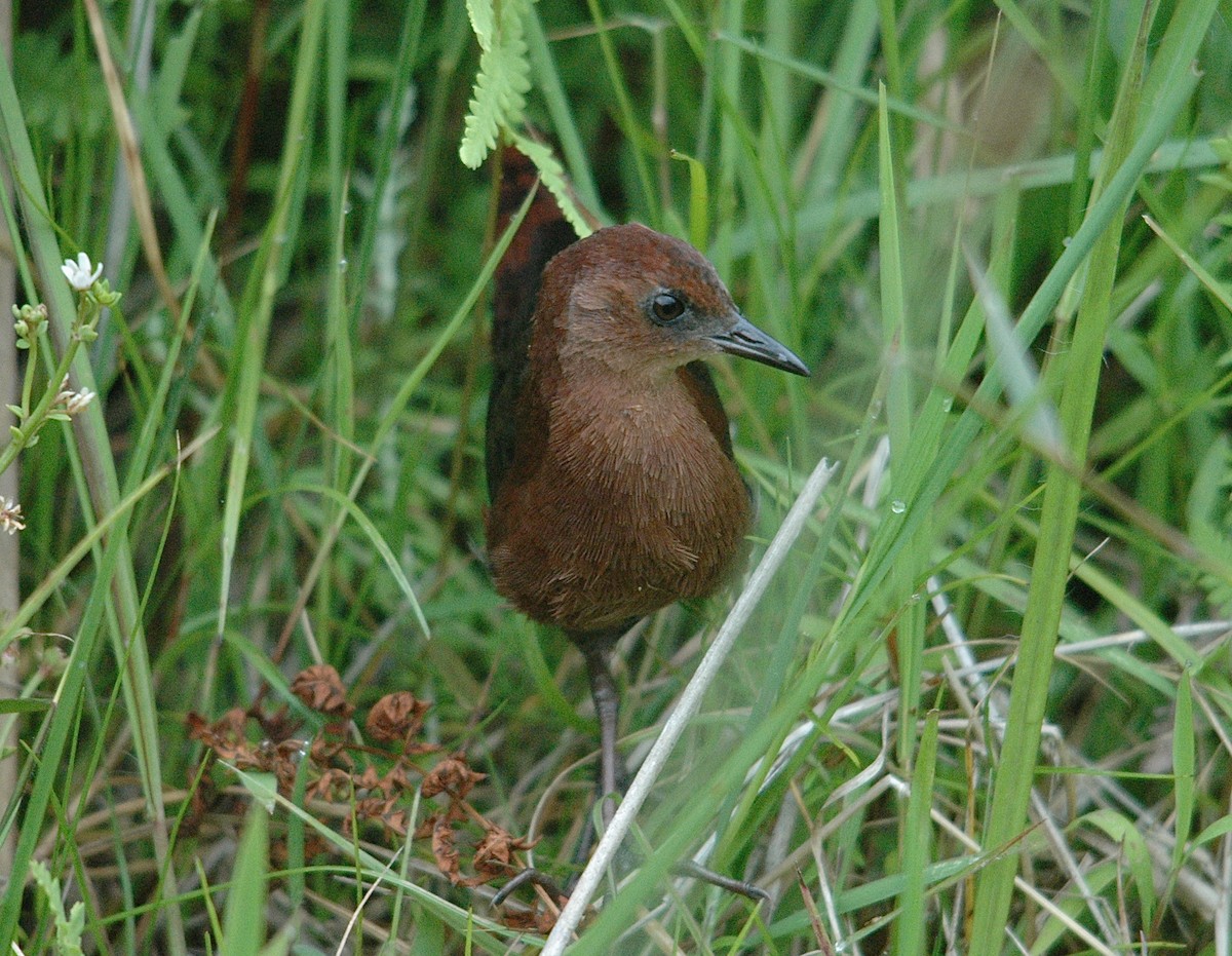 Slender-billed Flufftail - ML73807061