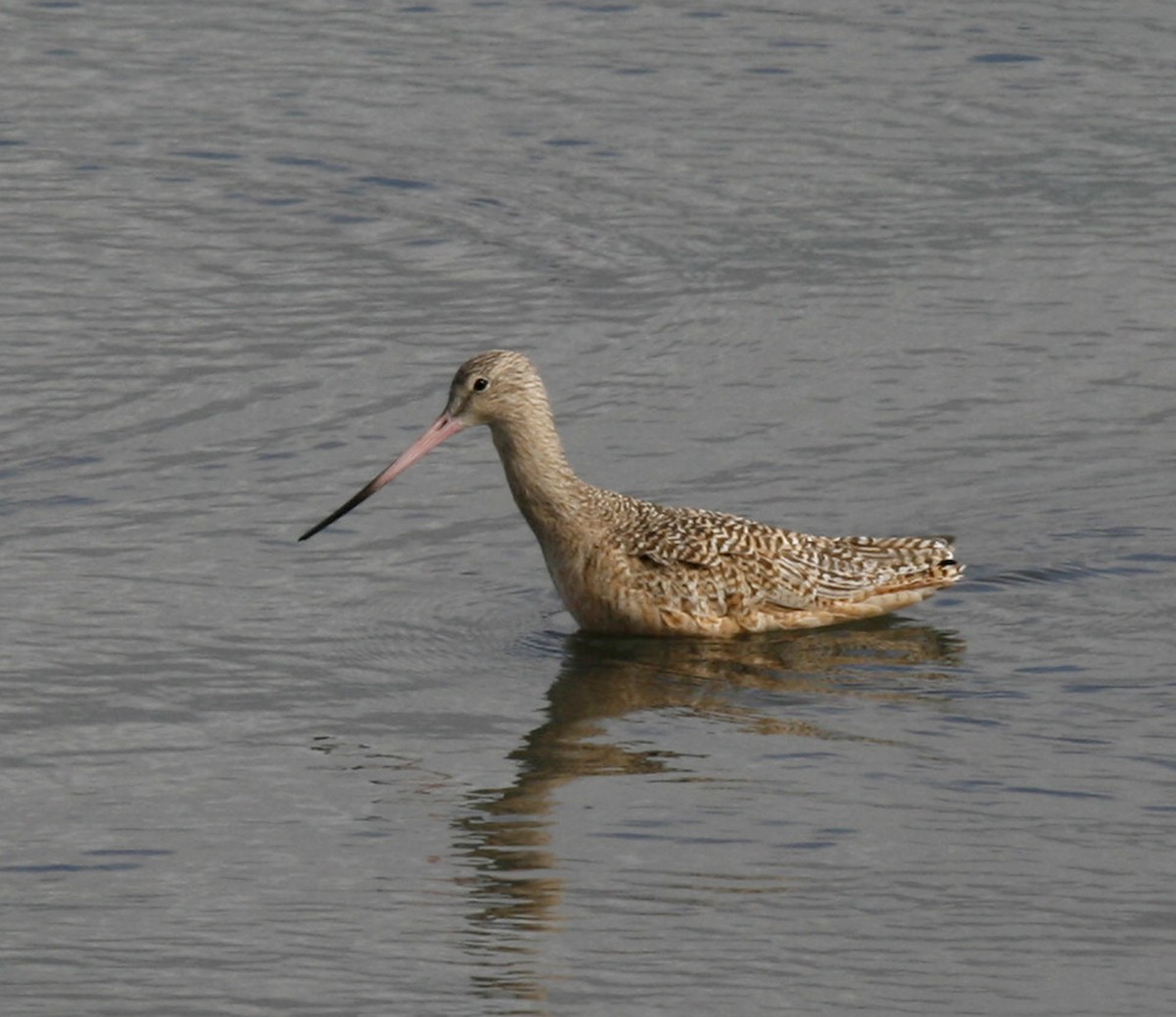 Marbled Godwit - ML73808241