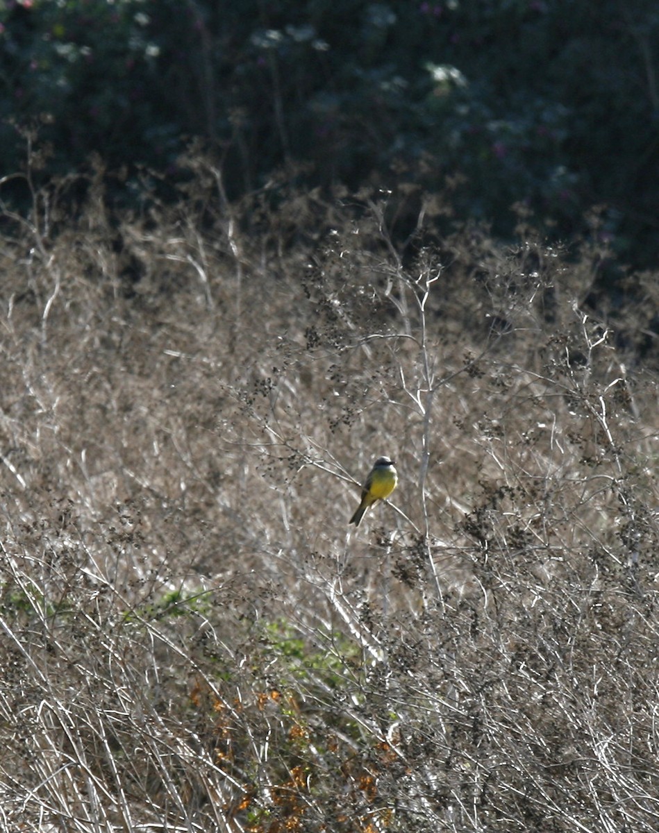 Tropical Kingbird - ML73808441